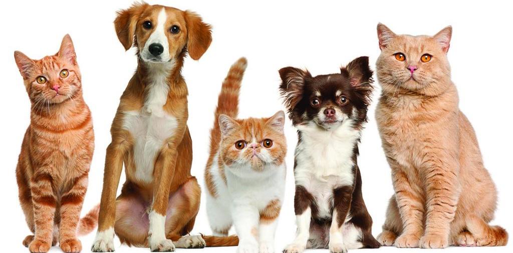 Доска объявлений о животных | ЗооТом - продажа, вязка и услуги для животных в Сибае