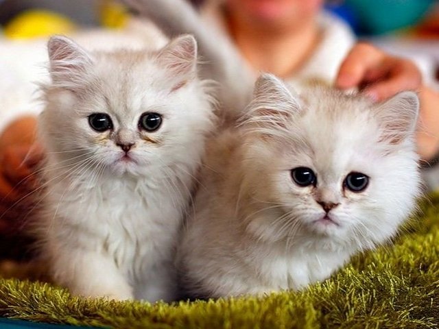 Породы кошек в Сибае | ЗооТом портал о животных
