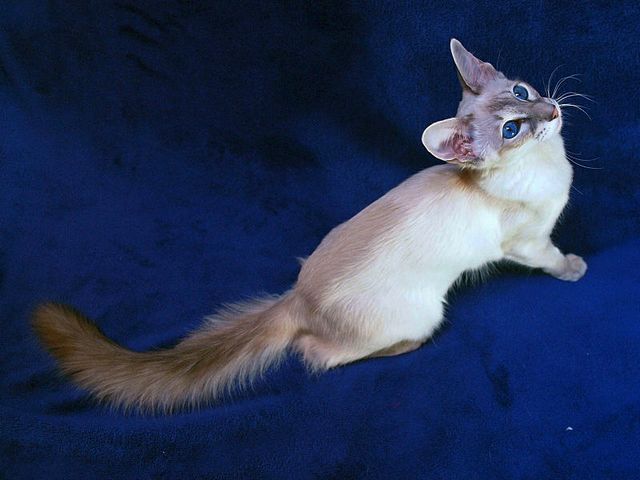 Выведенные породы кошек в Сибае | ЗооТом портал о животных