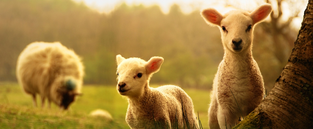 Объявления о сельскохозяйственных животных | ЗооТом - продажа, вязка и услуги для животных в Сибае
