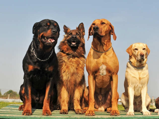 Крупные породы собак в Сибае | ЗооТом портал о животных